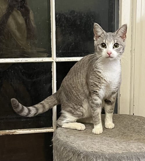 LOOKER - Tabby for adoption in Mobile