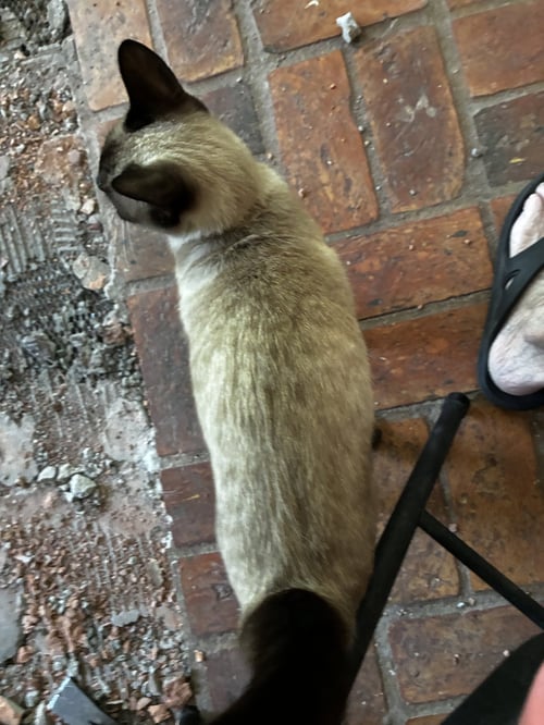 ELEANOR - Siamese available for adoption