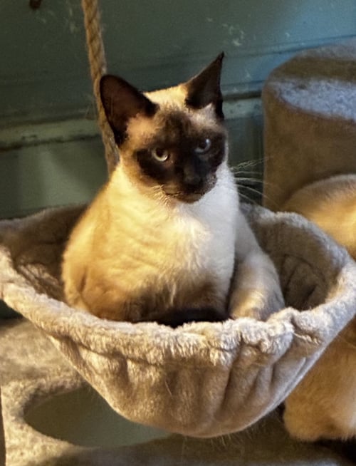ELEANOR - Siamese available for adoption