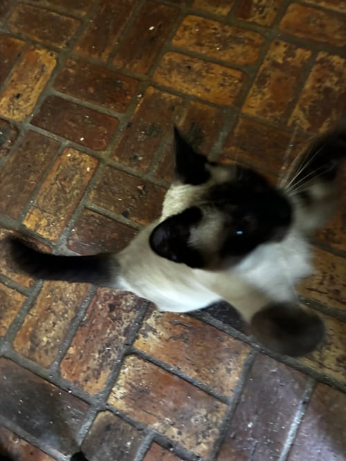 ELEANOR - Siamese available for adoption