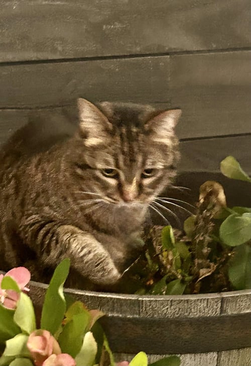 CALLIE (SEE TIGGER, BONDED PAIR)