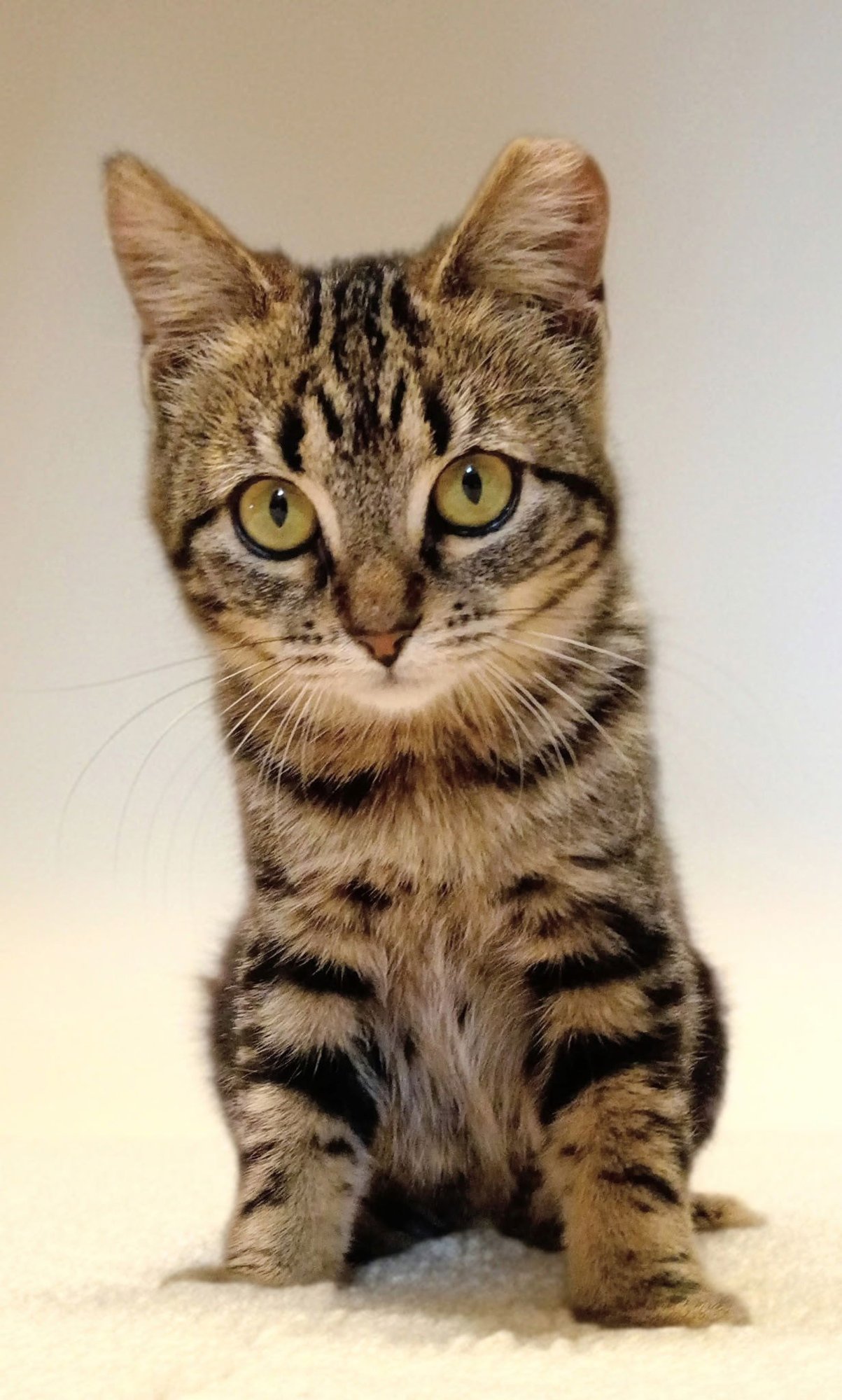 SUNSHINE - Tabby available for adoption