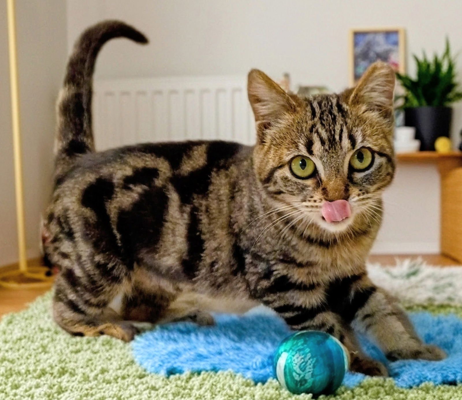 SUNSHINE - Tabby available for adoption