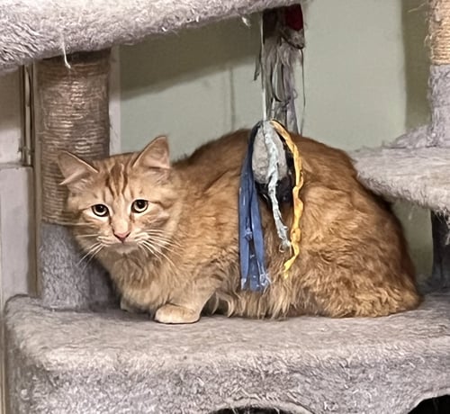 TOMMY - Domestic Medium Hair / Tabby available for adoption