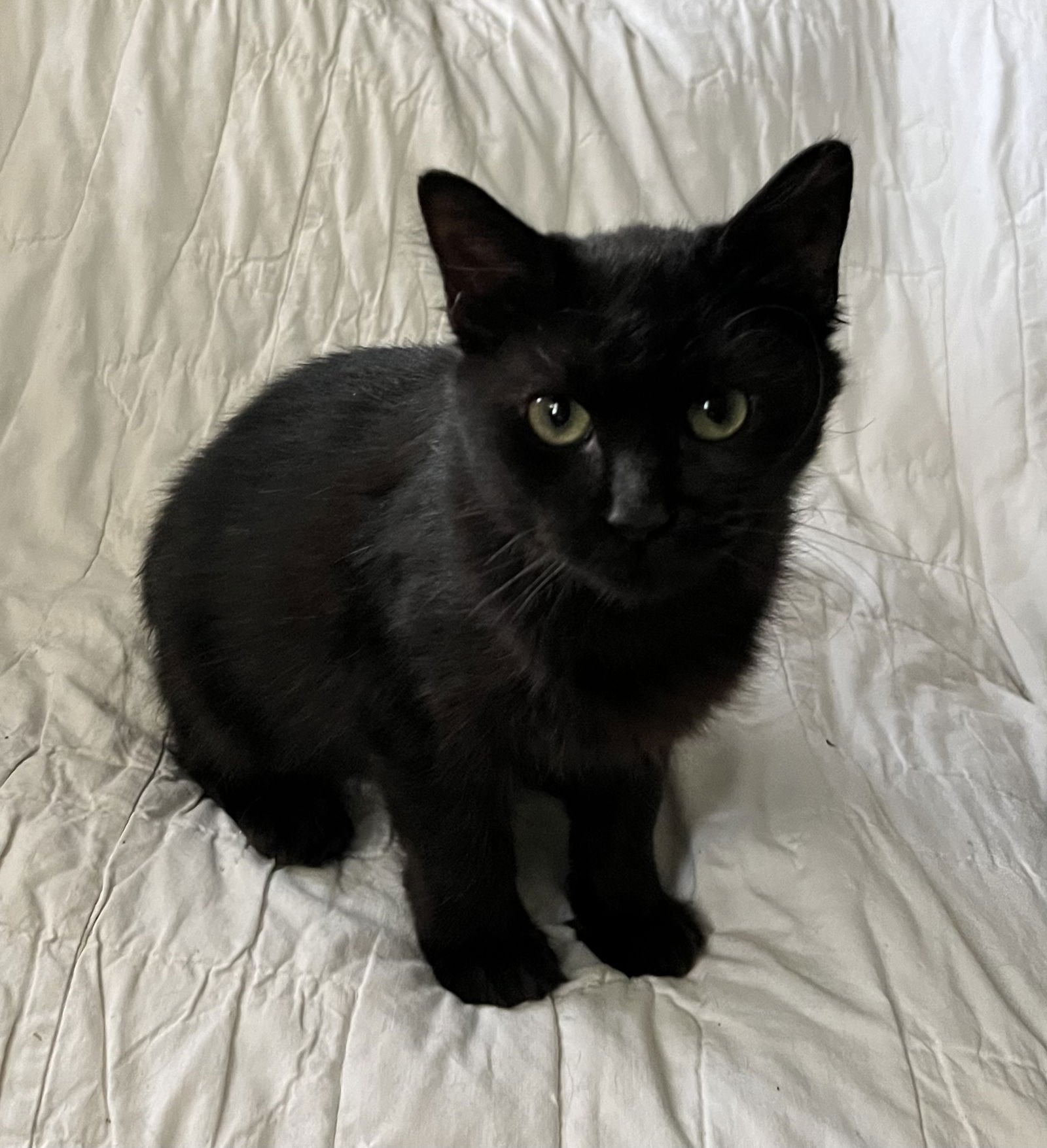 FLUFFIE - Bobtail / Domestic Medium Hair available for adoption