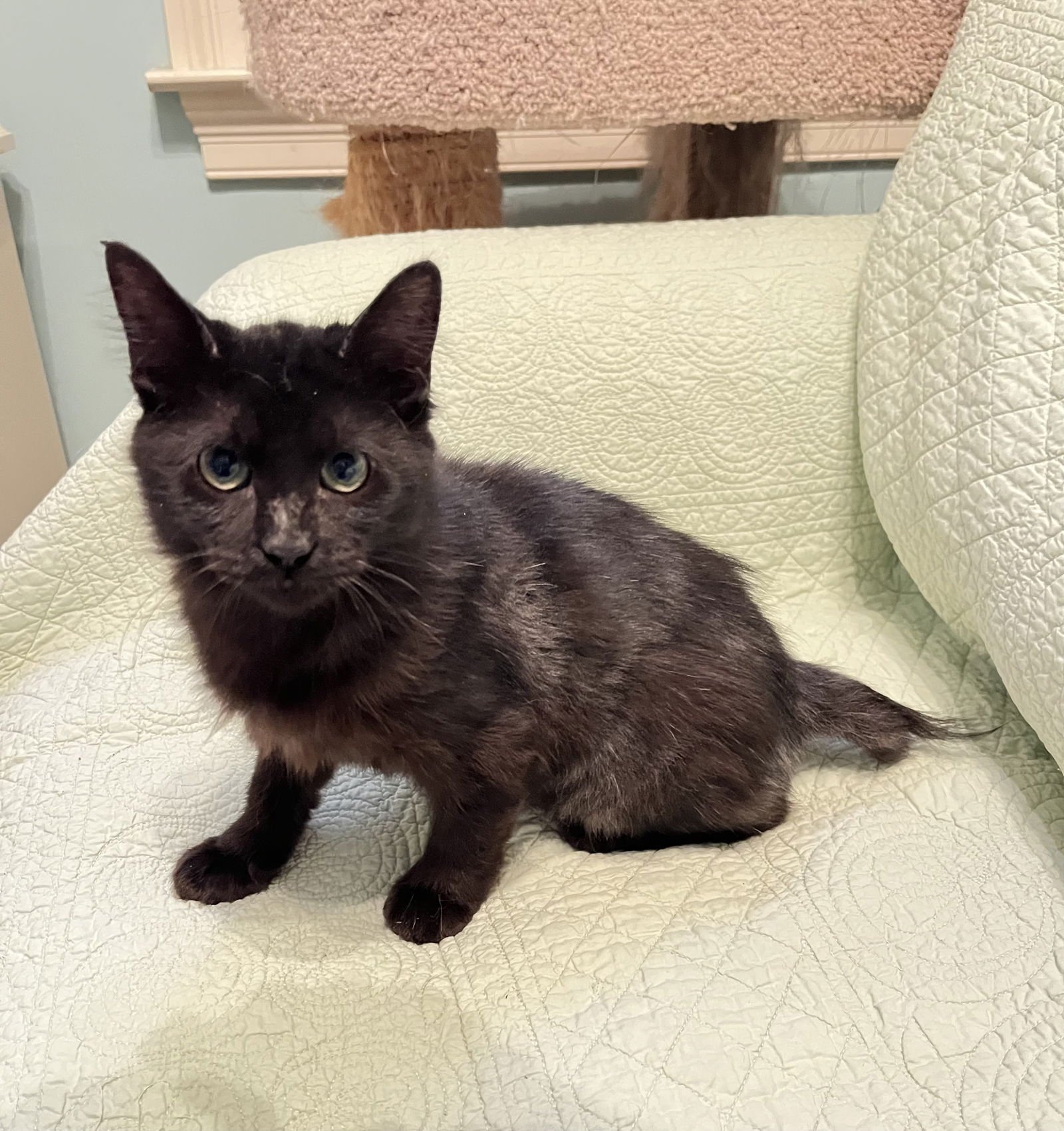 FLUFFIE - Bobtail / Domestic Medium Hair available for adoption