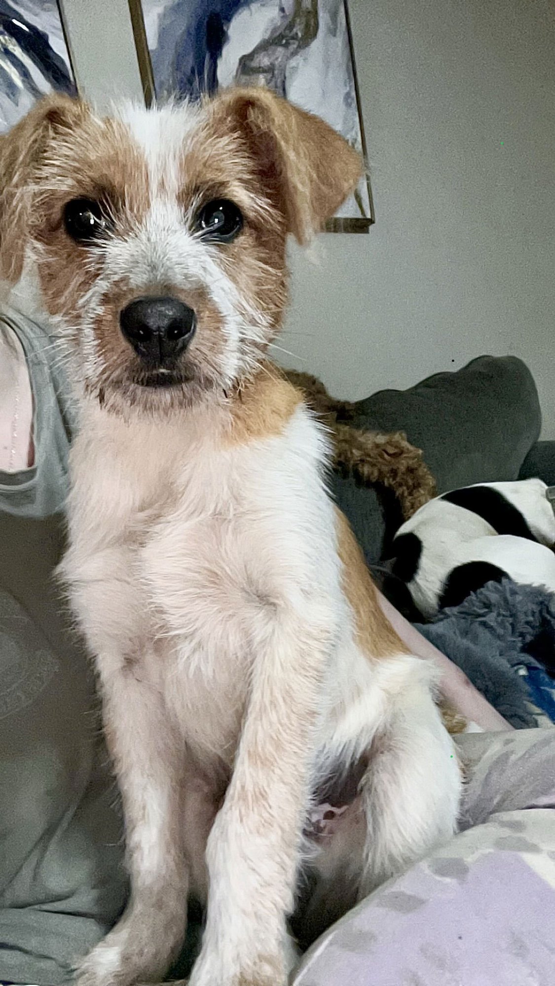 JACK JACK - Brittany / Terrier available for adoption