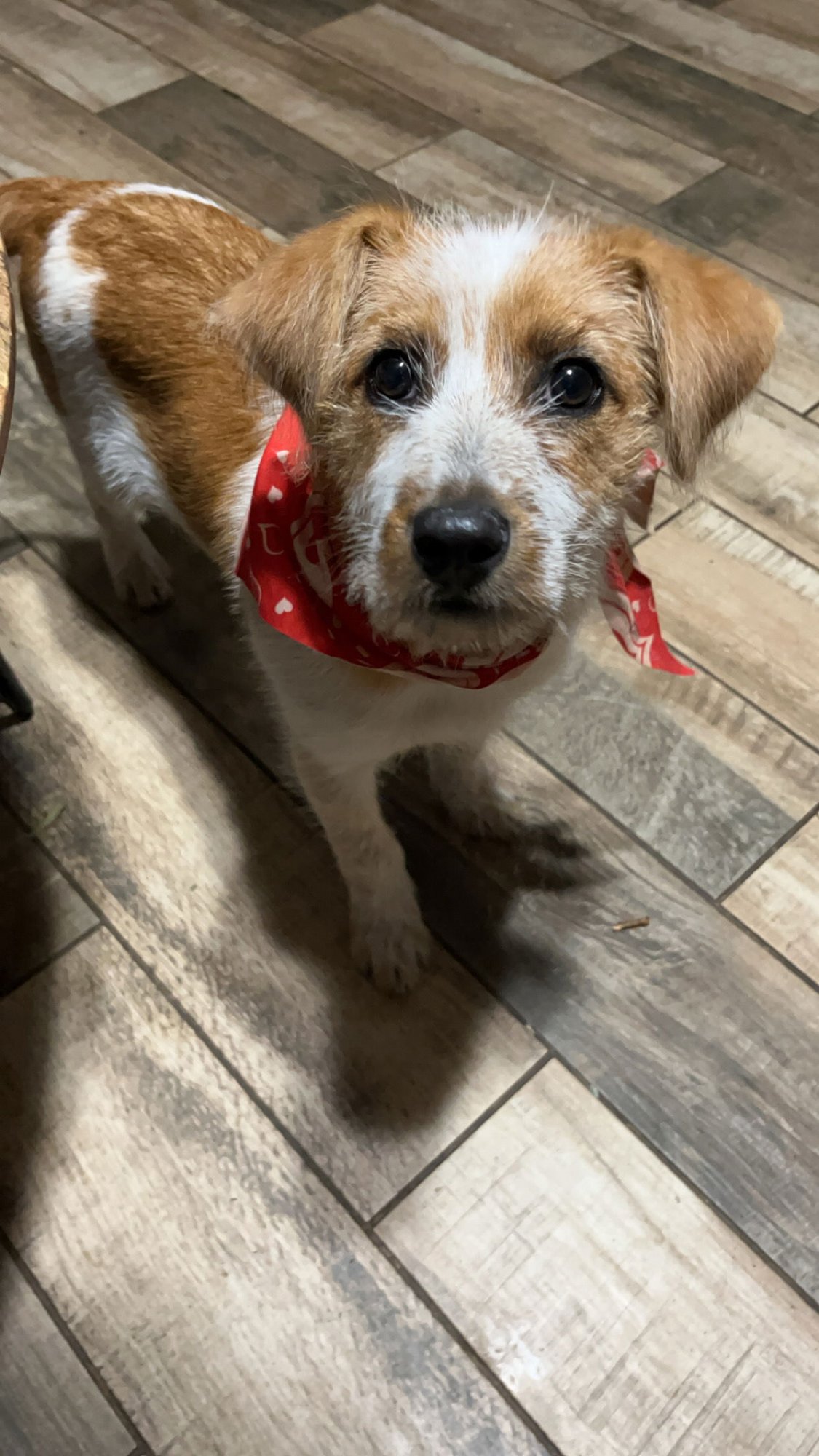 JACK JACK - Brittany / Terrier available for adoption