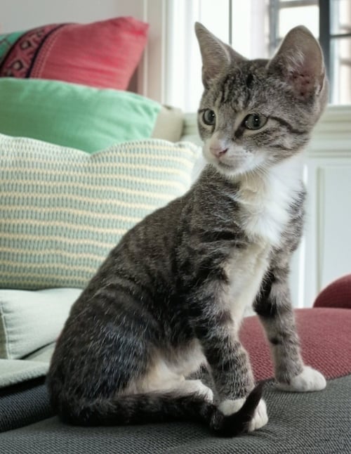 REBEL - Tabby / Domestic Short Hair available for adoption