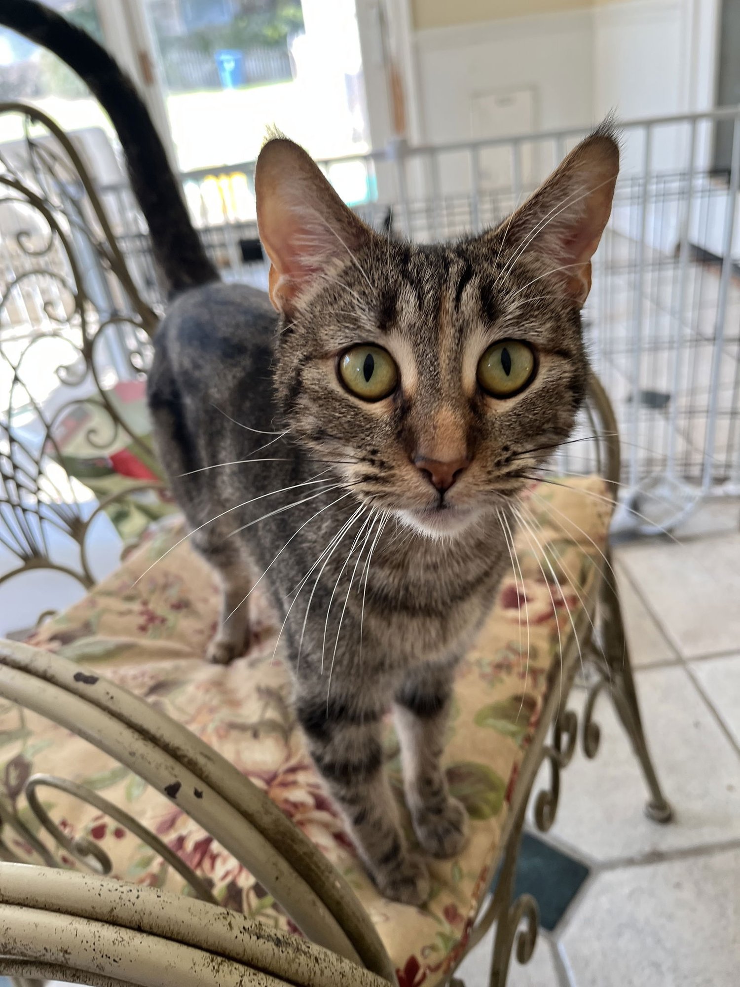 MARLI - Tabby / Domestic Short Hair available for adoption