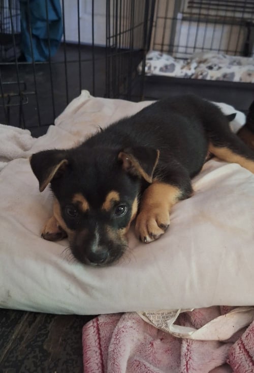 BIZZY - Pit Bull Terrier / German Shepherd Dog available for adoption