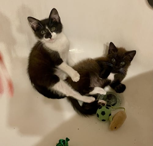 CHER & SONNY - Tuxedo available for adoption