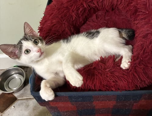 MR. BOB - Bobtail / Domestic Short Hair for adoption in Mobile