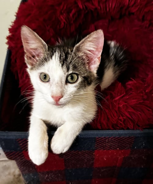 MR. BOB - Bobtail / Domestic Short Hair available for adoption