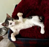 Mr. Bob - Photo 4