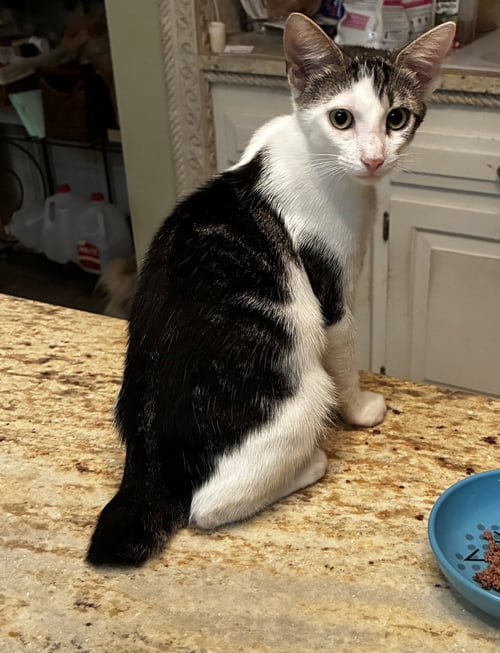 MR. BOB - Bobtail / Domestic Short Hair available for adoption