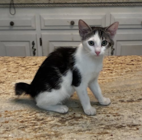 MR. BOB - Bobtail / Domestic Short Hair available for adoption