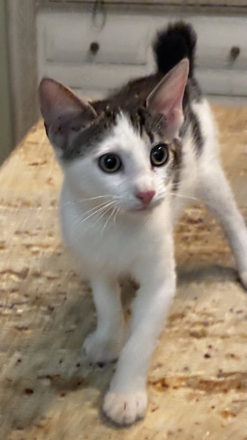 MR. BOB - Bobtail / Domestic Short Hair available for adoption