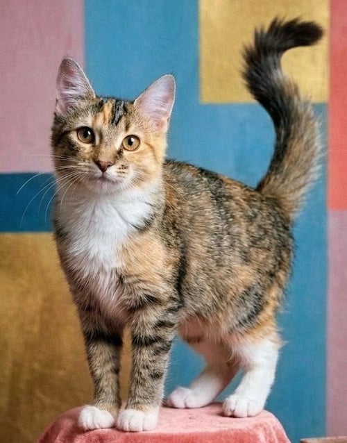 ELLA MAE - Calico / Domestic Medium Hair available for adoption