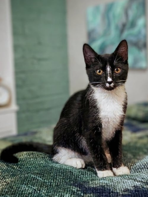 TATTOO - Tuxedo / Domestic Short Hair available for adoption
