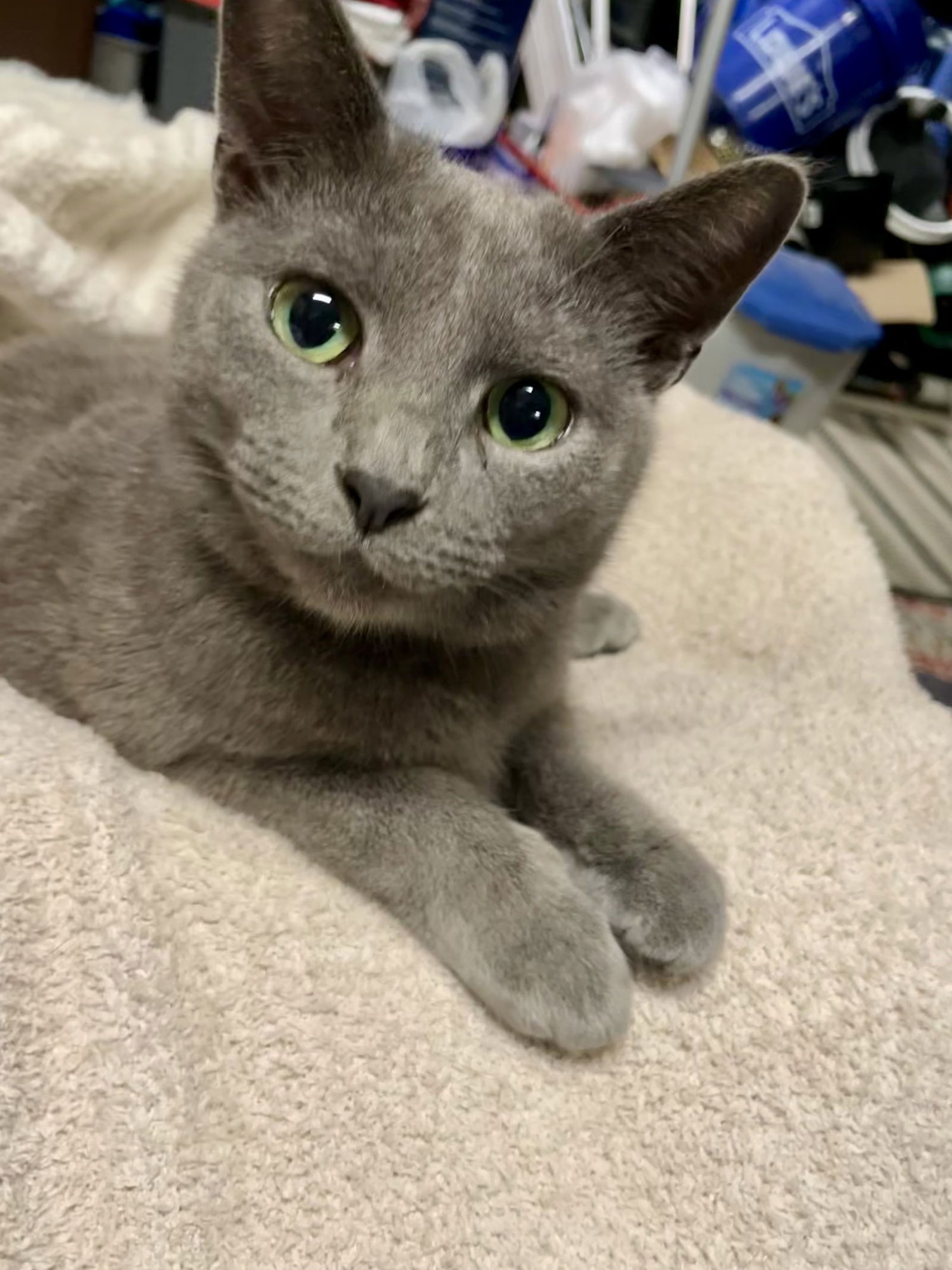 TATIANA - Russian Blue available for adoption