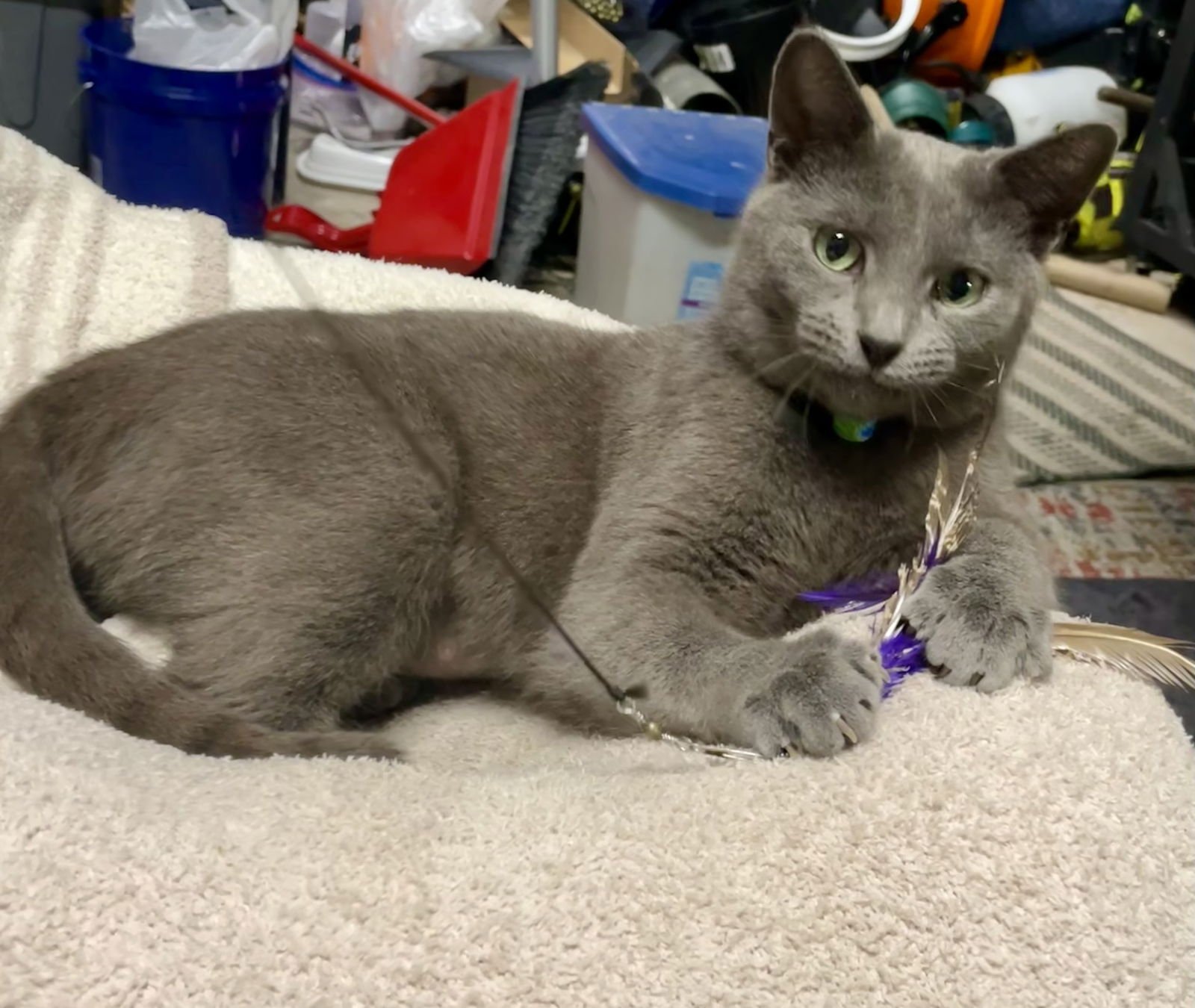 TATIANA - Russian Blue available for adoption