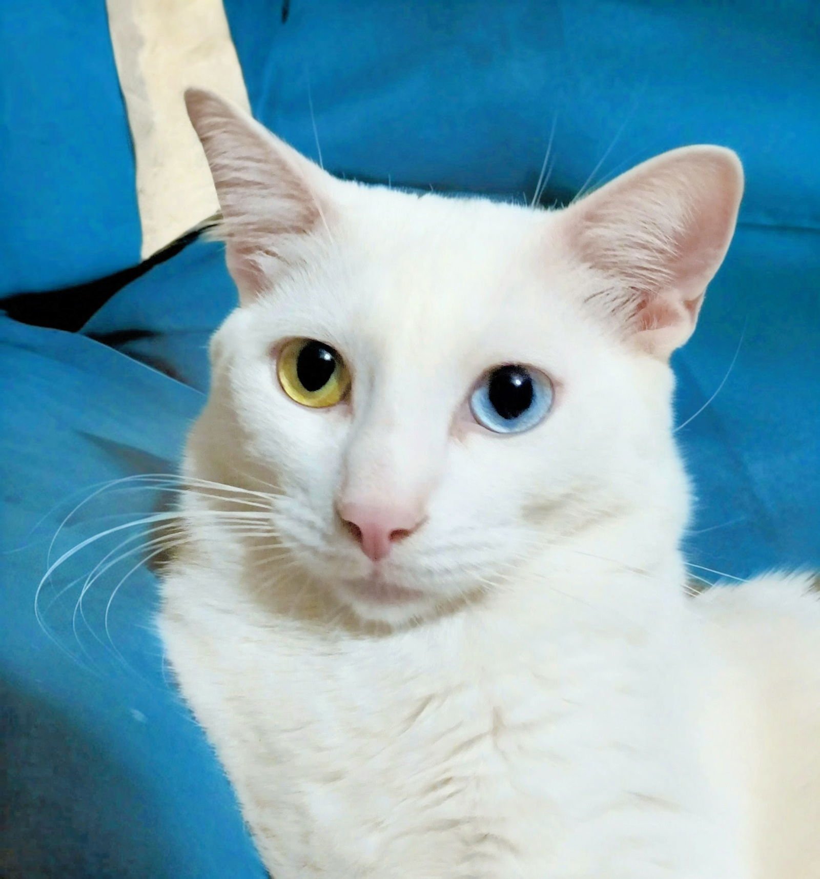 BENJAMIN - Domestic Short Hair available for adoption