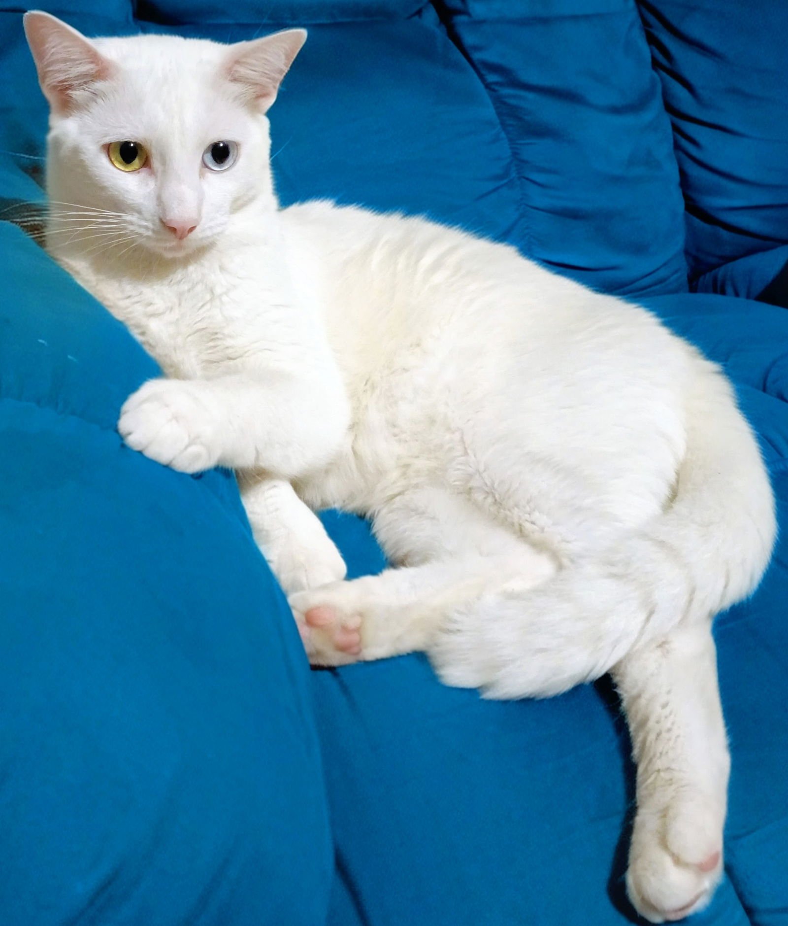 BENJAMIN - Domestic Short Hair available for adoption