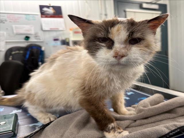 *ALICE - Siamese available for adoption