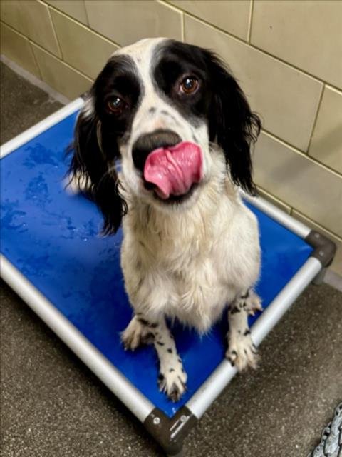 *PAPERCLIP - English Springer Spaniel available for adoption