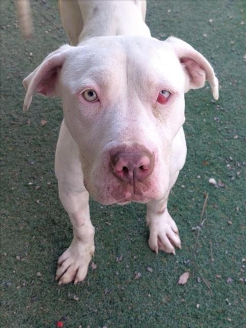 *SPIDER - Pit Bull Terrier available for adoption