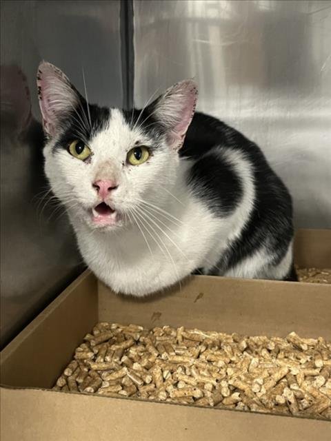 A229564 - Domestic Short Hair available for adoption