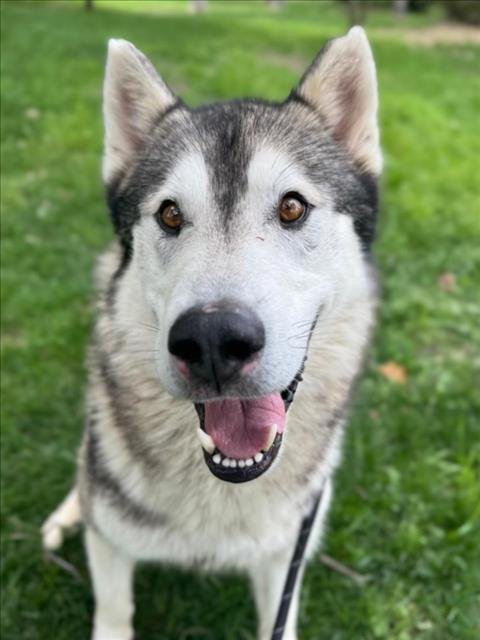 *NASH - Siberian Husky / German Shepherd Dog available for adoption