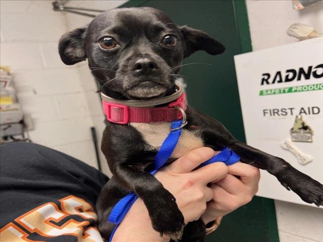 *CHIMES - Chihuahua available for adoption
