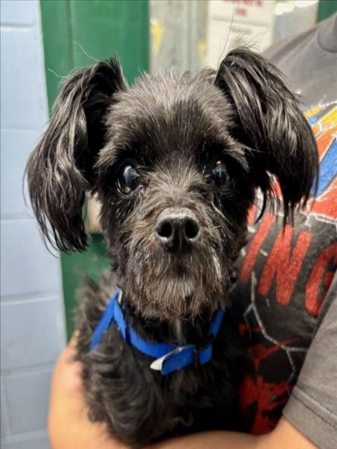 *MIMI - Poodle (Miniature) available for adoption