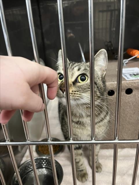 BOBBY - Domestic Short Hair available for adoption