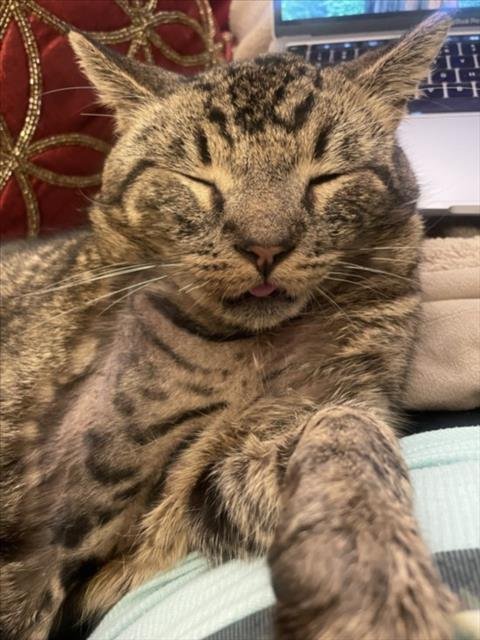 *JOHNNY - Domestic Short Hair available for adoption