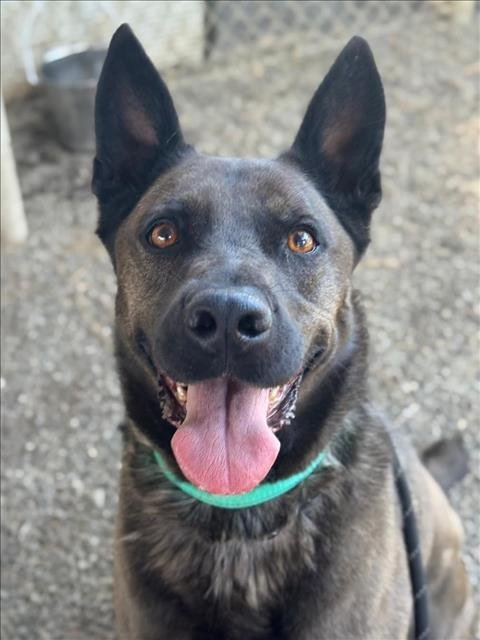 NAHLA - German Shepherd Dog available for adoption