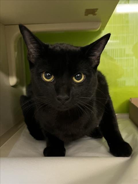 FOREST - Domestic Short Hair available for adoption