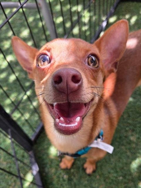 *CHIP - Chihuahua available for adoption