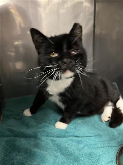 *HUGO - Domestic Short Hair available for adoption