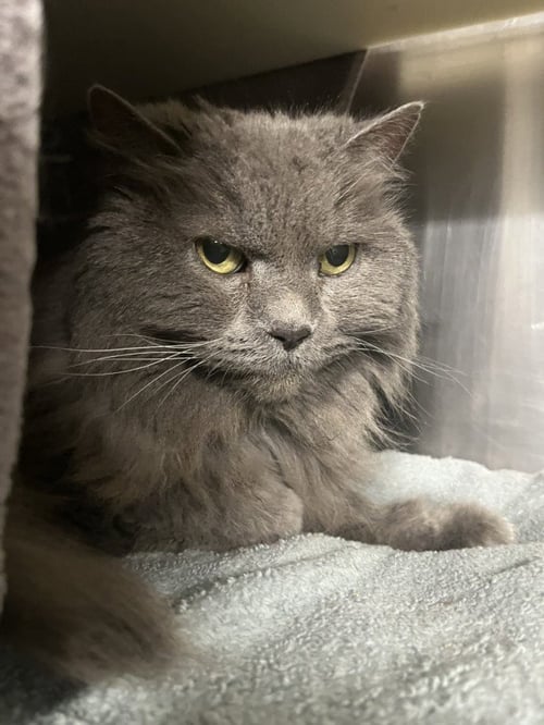 SADIE - Persian available for adoption