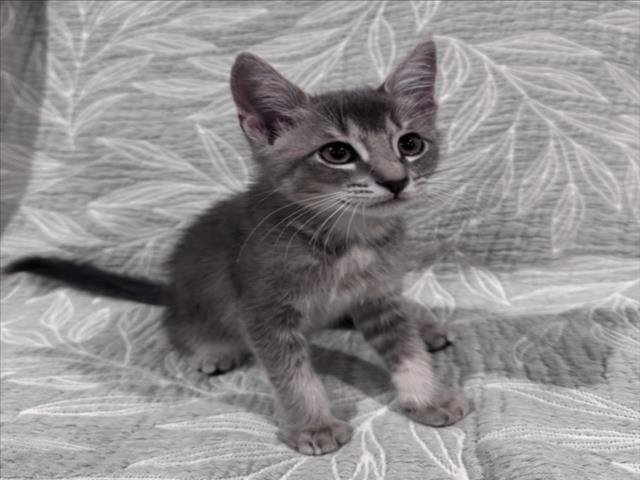 *TOM Image