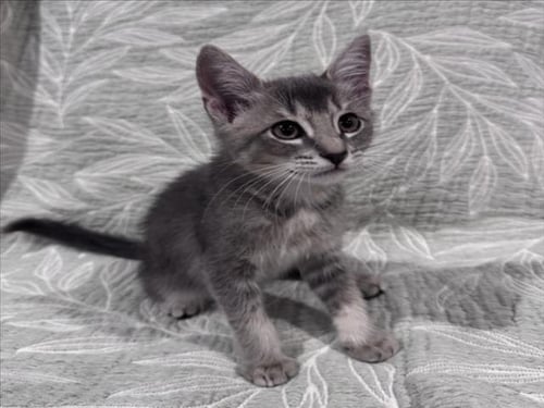 *TOM - Domestic Medium Hair available for adoption