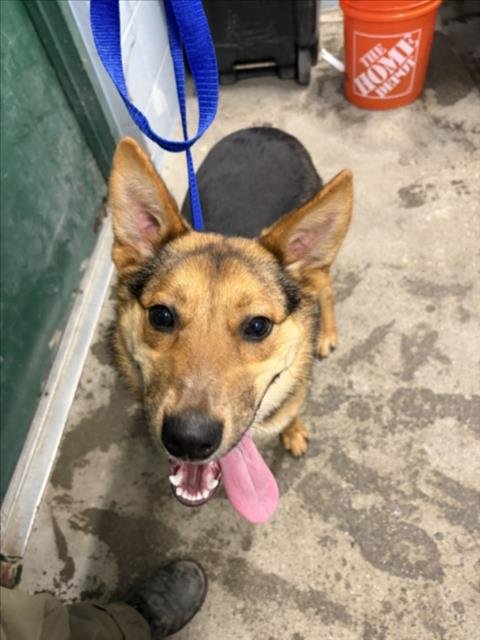 OREO - German Shepherd Dog available for adoption