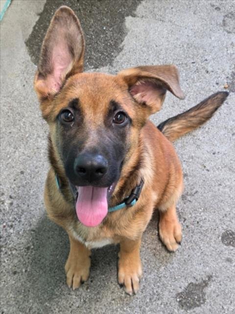 *BULBASAUR - Anatolian Shepherd / German Shepherd Dog available for adoption