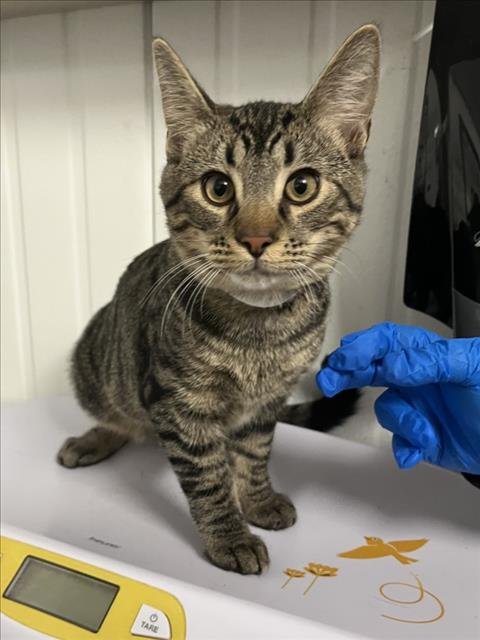 MAX - Domestic Medium Hair available for adoption