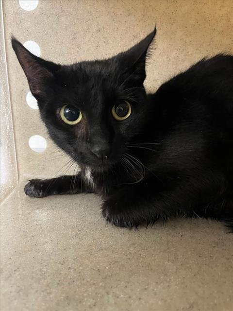 *TIPITINA - Domestic Short Hair available for adoption