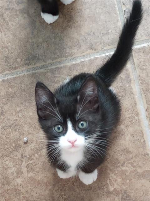 *BERGIE - BLUE - Domestic Short Hair available for adoption
