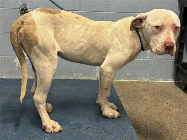 *BUG - Pit Bull Terrier available for adoption